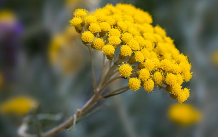 Immortelle de Corse