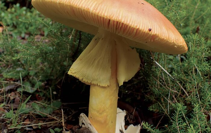 Les champignons en Corse