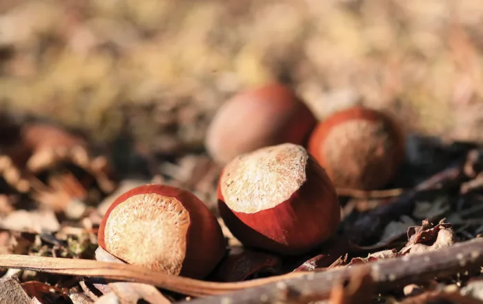 Gastronumia - Nuciola di Cervioni